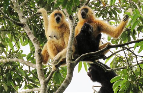 Hainan Gibbon - KFBG Kadoorie Farm & Botanic Garden