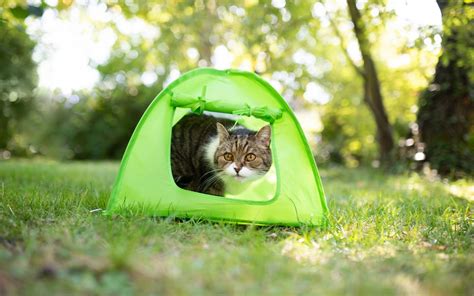 Best Cats Tents For Outside - Buyer's Guide 2021 » CatPointers