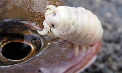 🔥 The tongue eating louse is a parasitic isopod which attaches to the ...