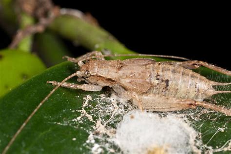 Cricket and eggs? - Orocharis saltator - BugGuide.Net