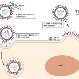 Mechanism of neuraminidase (NA) inhibition by NA-specific antibodies ...