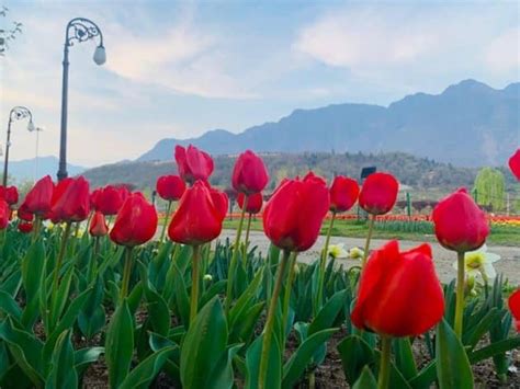 Photos: The Tulip Garden in Jammu and Kashmir, Asia’s largest, opens ...