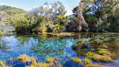 Te Waikoropupū Springs Walk: Walking and tramping