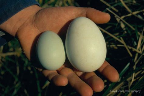 Erect-crested penguins always reject their first egg and lay another | New Scientist