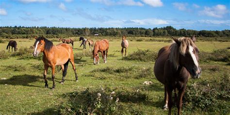 40+ campsites in the New Forest - the park's best camping sites