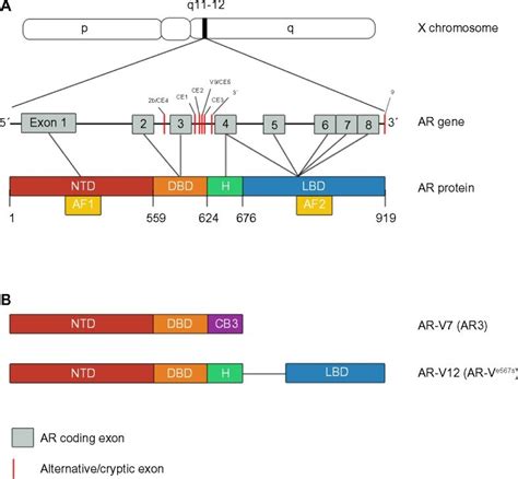 Androgen receptor (AR) gene, protein and its constitutively active... | Download Scientific Diagram