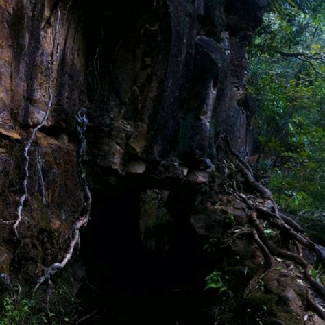 Tunnel in Maui | Tree, Plants, Maui