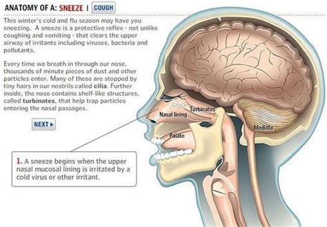 bookofjoe: BehindTheMedspeak: Anatomy of a Sneeze