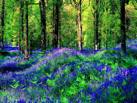 Flowers In Summer Forest HD desktop wallpaper : Widescreen : High ...