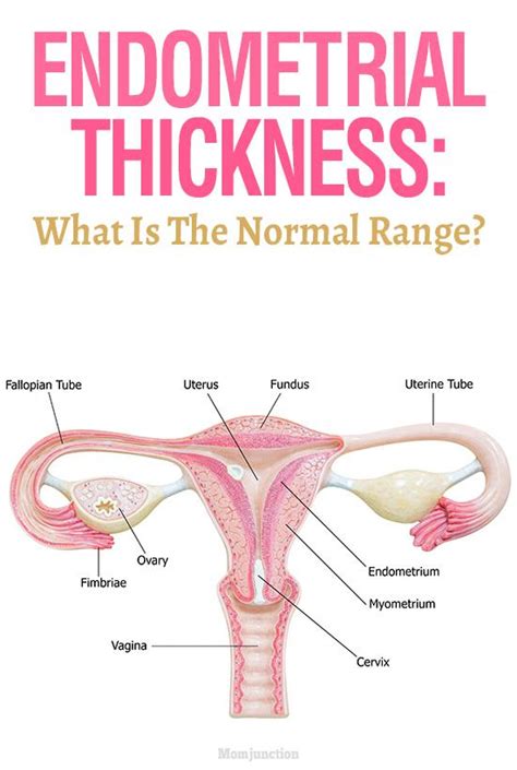 Endometrial Thickness: What Is The Normal Range?