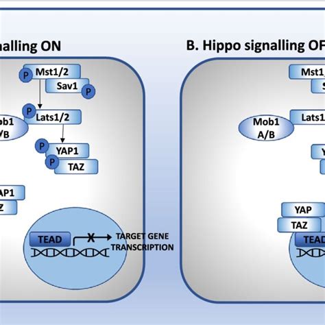 Schematic overview of the Hippo signaling pathway. A "Hippo signaling... | Download Scientific ...