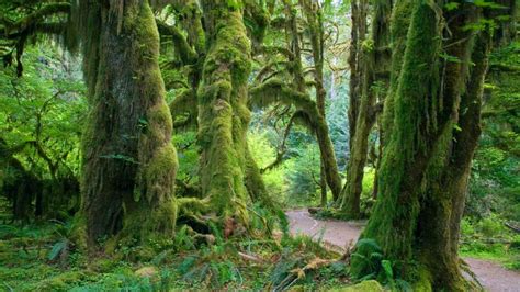 Hall of Mosses trail in the Hoh Rain Forest, Olympic National Park, Washington - Bing Gallery