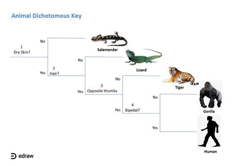 Animals Dichotomous Key | EdrawMax Editable Template | Dichotomous key, Templates, Key