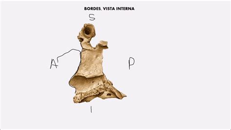 Hueso Palatino - YouTube