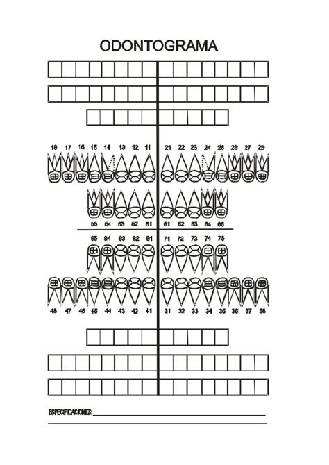odontograma - Buscar con Google | Dental design, Medical anatomy, Dental