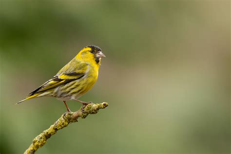 Siskin Bird Facts | Carduelis Spinus