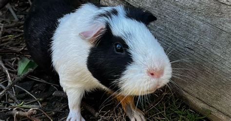 Free Guinea Pigs for Free in Portland, OR | For Sale & Free — Nextdoor