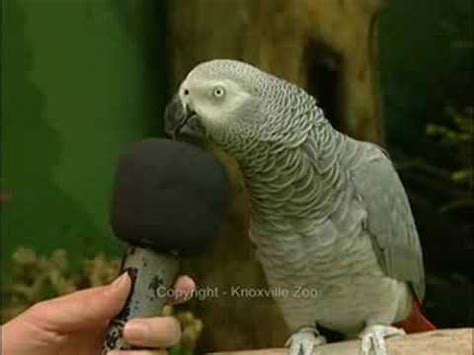 Einstein The Famous Talking African Grey Parrot