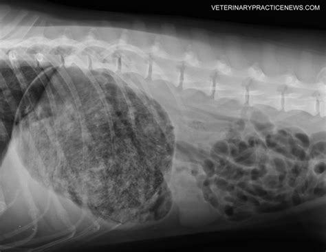 Revealed: 2016 ‘They Ate What?!’ X-Ray Winner - Veterinary Practice News