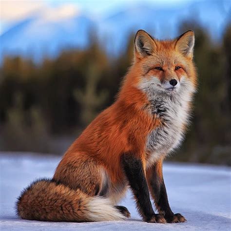 Red Fox, Yukon by Robert Postma on 500px | Pet fox, Fox, Cute baby animals