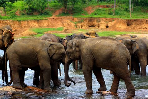 Elephant Orphanage in Pinnawala | Travel Sri Lanka Blog