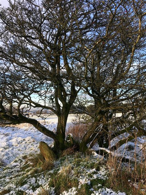 Wordless Wednesday: Hawthorn Trees in Winter – Susan Rushton