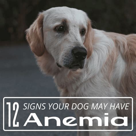 12 Signs of Anemia in Dogs - PetHelpful