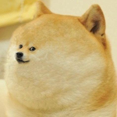 26 Doge ideas | doge, shiba inu, doge meme