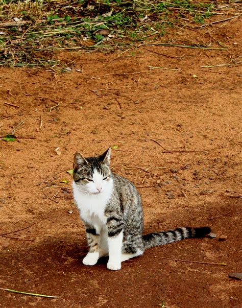 Cat On Golf Course Free Stock Photo - Public Domain Pictures