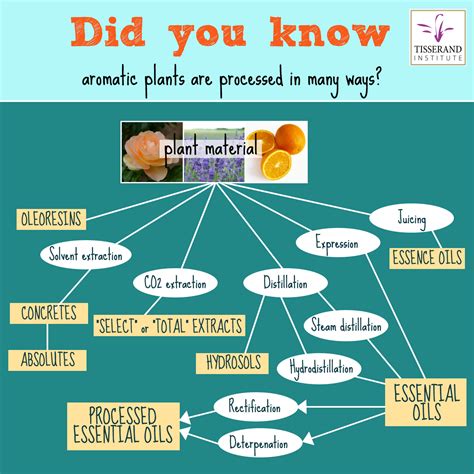 A Beginner’s Guide to Essential Oils Part 1: Essential Oil Extraction - Tisserand Institute