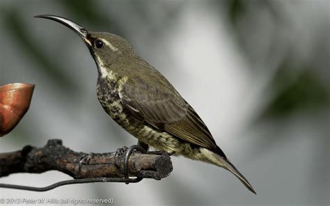 Sunbird Amethyst (Chalcomitra amethystina) female - Cape West South Africa - World Bird Photos