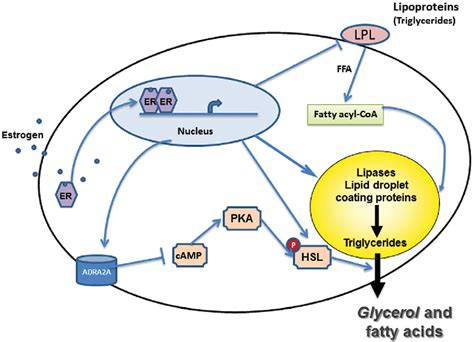 Implications of estrogen receptor alpha and estrogen receptor beta for adipose tissue functions ...