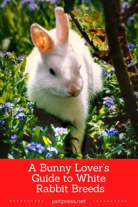 A Bunny Lover’s Guide to White Rabbit Breeds