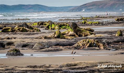 Borth, Ceredigion, Wales 21.05.20 | Welsh travel, Forest, Borth wales