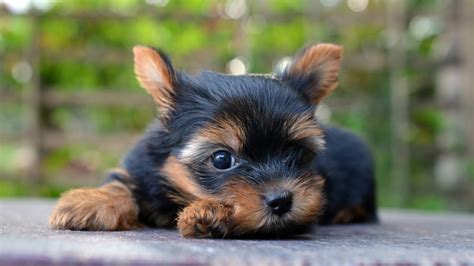 Yorkshire Terrier Facts You Didnt Know - MyStart