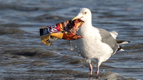 What is the effect of ocean plastics on marine life? - Purpose Rising Blog