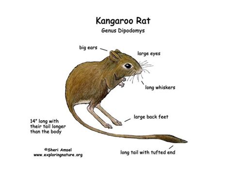 10 Facts About Kangaroo Rats - World's Facts