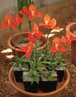 Disa uniflora | PlantZAfrica