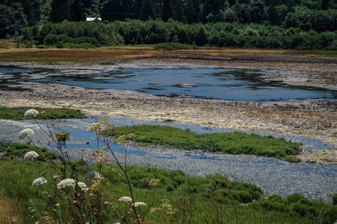 Whidbey has a toad-crossing zone | Whidbey News-Times