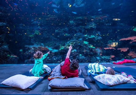 Sleep Under The Sea At Georgia Aquarium's Sensational Sleepover Experience