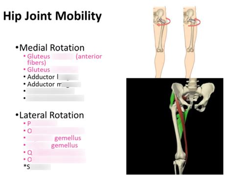 Hip Joint Medial and Lateral Rotation Diagram | Quizlet