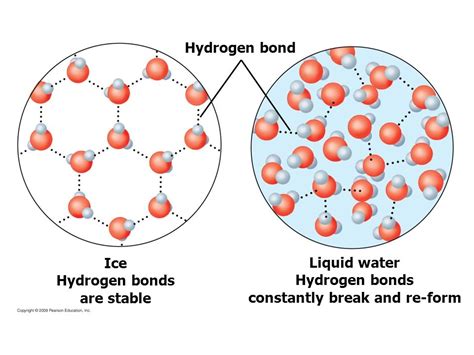 Water Molecules Covalent And Hydrogen Bonds