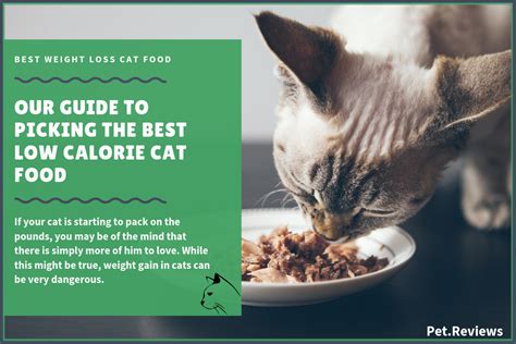 10 Best (Low Calorie) Cat Food for Weight Loss in 2020