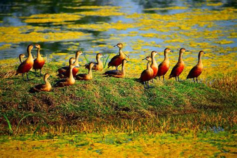 The lesser whistling duck or The Indian whistling duck at Keoladeo ...