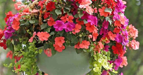 Top Shade-Loving Plants for Beautiful Hanging Baskets