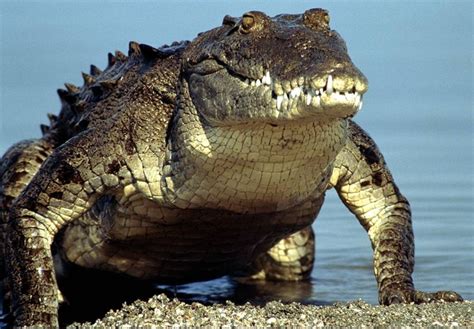 Monster Crocs: How Big Can Crocodiles Get? - HubPages