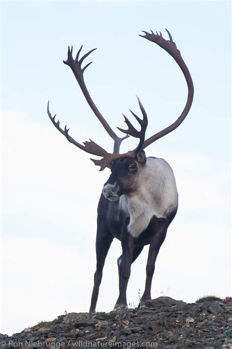 Caribou, Denali National Park | Photos by Ron Niebrugge