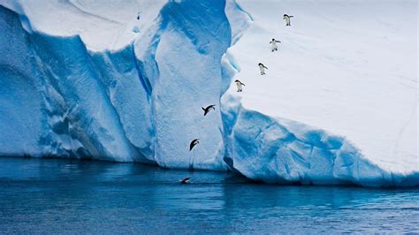 Adélie penguins, Antarctica - Bing Gallery