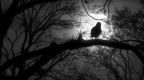 Scary Creepy Crow or Raven Sitting on Tree Branch During a Full Moon Night with Cloudy Sky Full ...