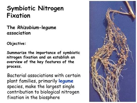 PPT - Symbiotic Nitrogen Fixation The Rhizobium -legume association ...